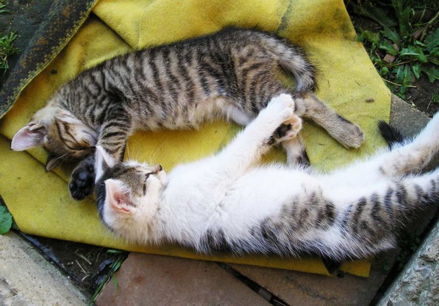 Коты и Кошки