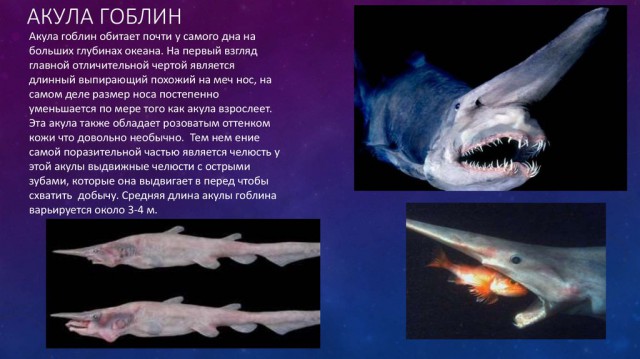 Очередное чудо с глубины морской