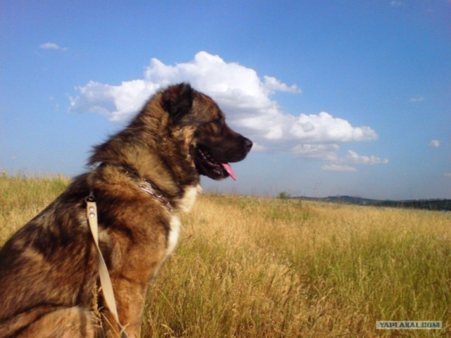 Адекватный ответ