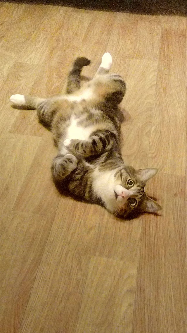 Котовторник 20.02.18