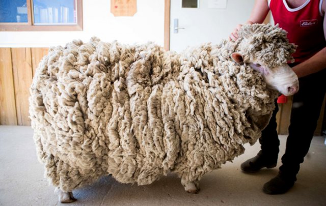 Своя ноша тоже тянет: В Австралии нашли овцу, которую 4 года никто не стриг