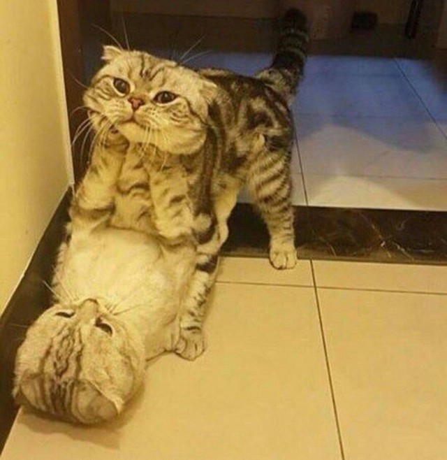 Фотобомбы котов