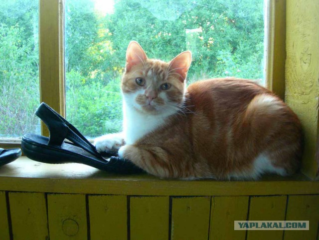 Котовторник 29.5.18