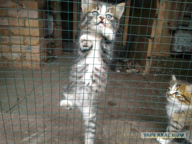 Котовторник 19.06.2018