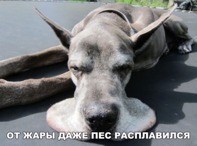Нестандартный юмор
