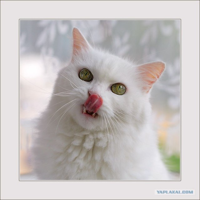Котовторник ужасов (36 фот)