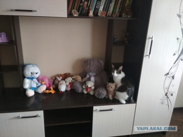 Котовторник  31.07.2018