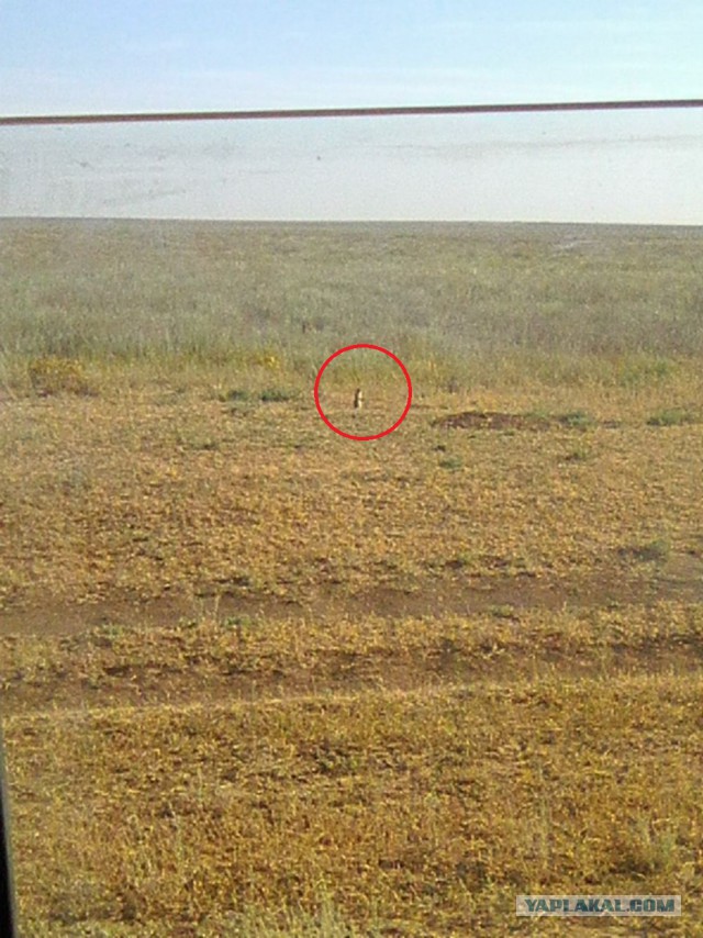 Командировка. В леса