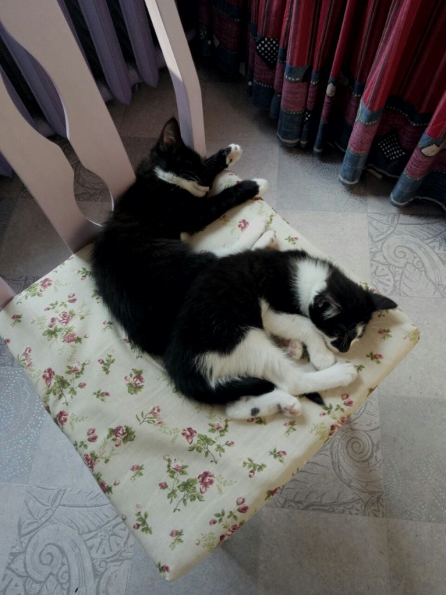 Прикольных котов пост