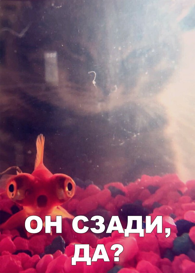 Милые животные. Мимиметр сломался