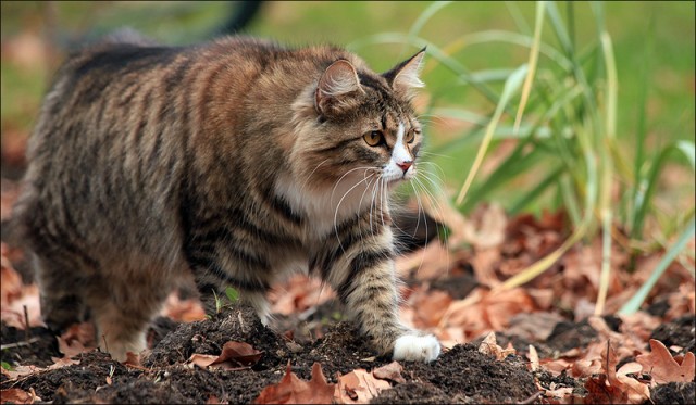 Котовторник 22.11.11