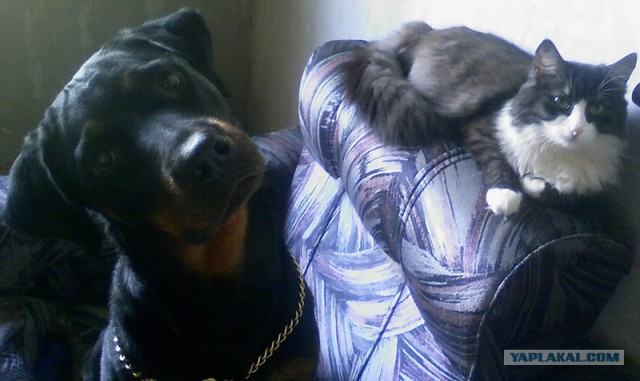Котовторник (10.01.2012)