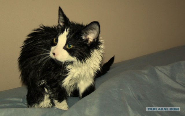 Котовторник! 13.03.2012