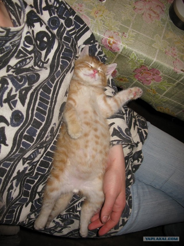 Котовторник 10.04.2012