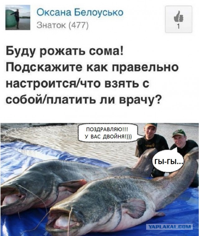 Картинка сома посуди