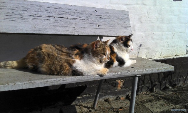 Котовторник 10. 07. 2012