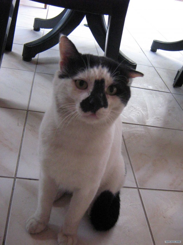 Котовторник 24.07.2012