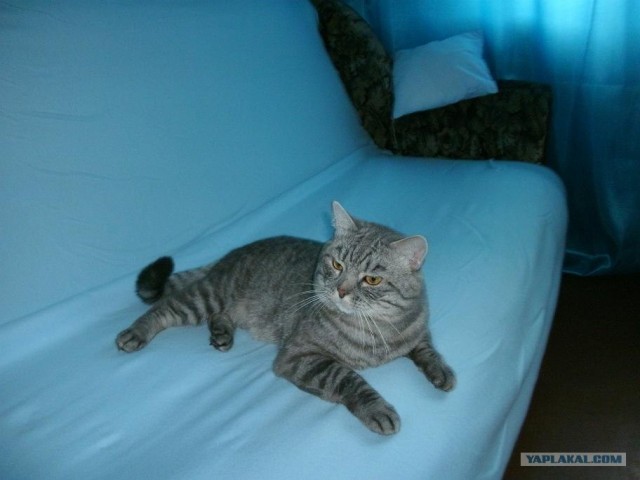 Котовторник 07.08.2012