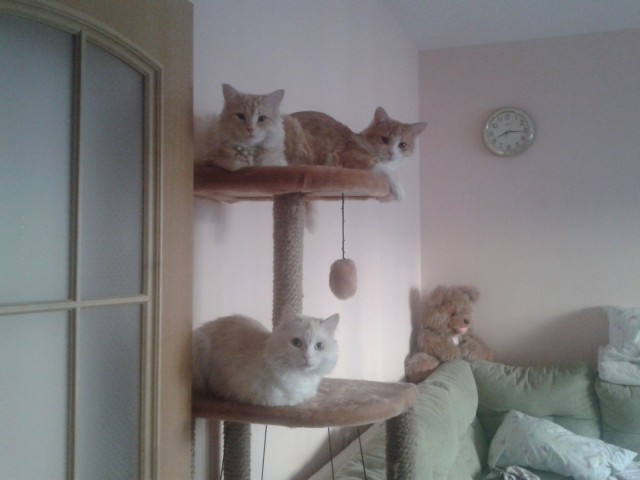 Котовторник  21.08.12