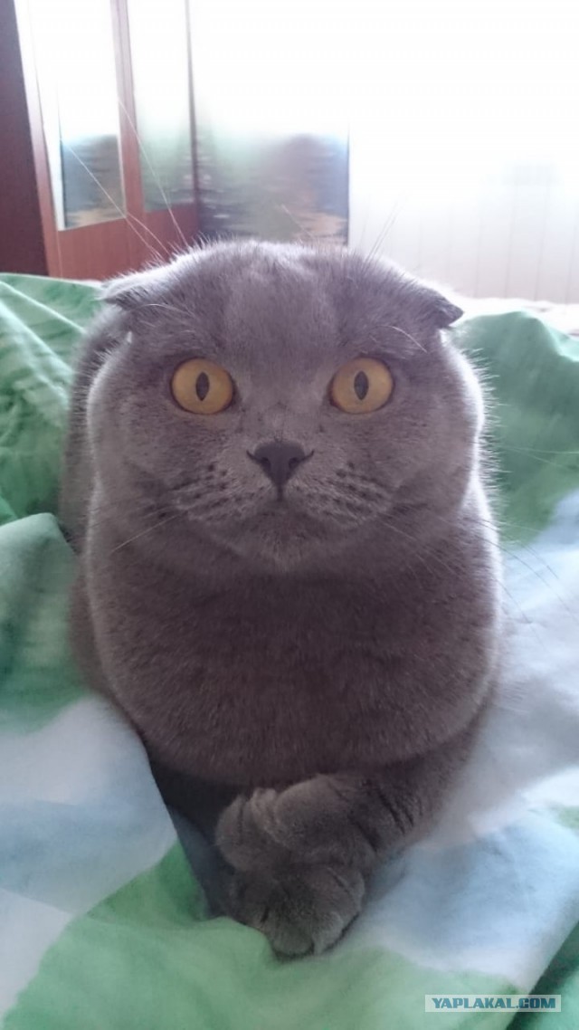 Котовторник 29.01.2019!
