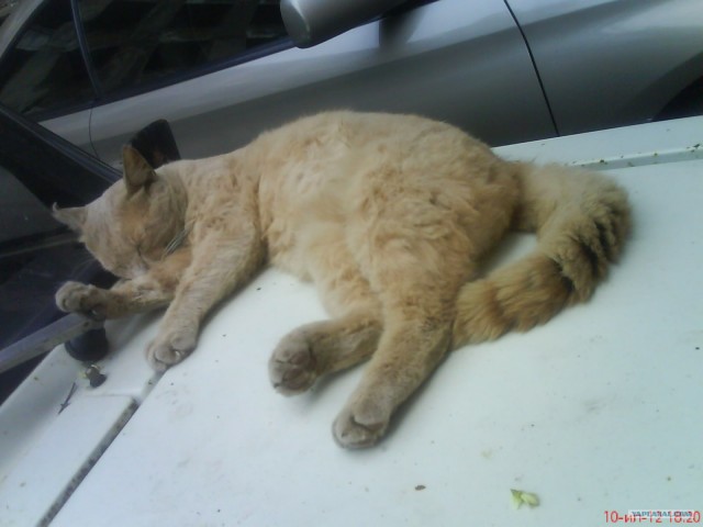 Котовторник 11.09.2012