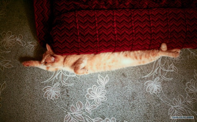 Котовторник  16.10.12