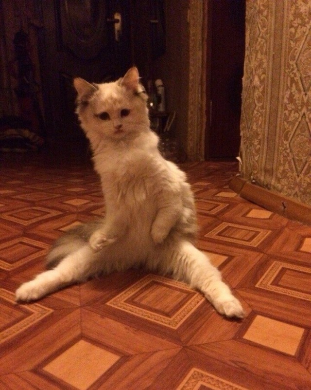 Забавные фото котеек