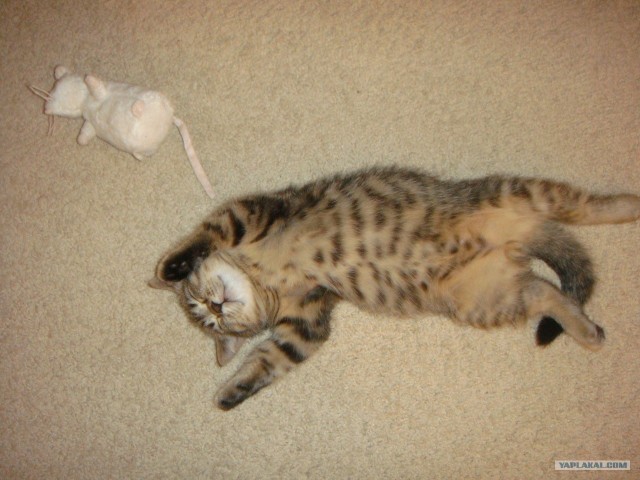 Котовторник 12.02.13