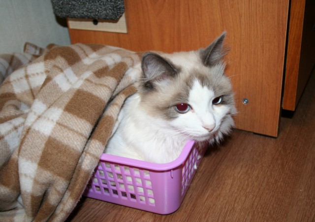 Изверги не кормят кота