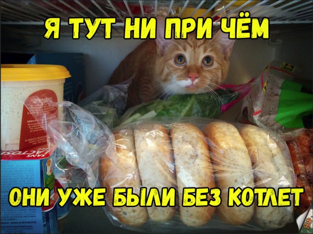 Забавные фото котеек