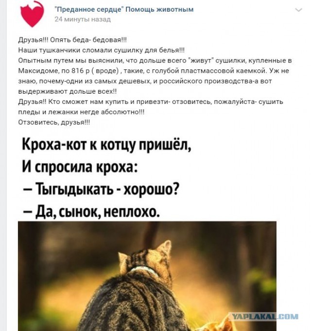 Помогите вернуть кота! Приют "Преданное сердце" украл кота и не отдает!-2