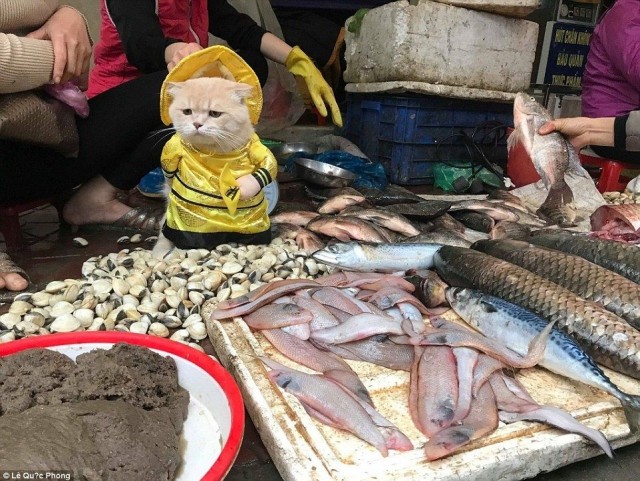 Живность из сети