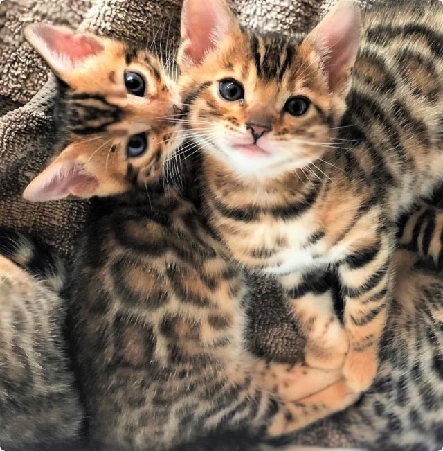 Котофеев пост