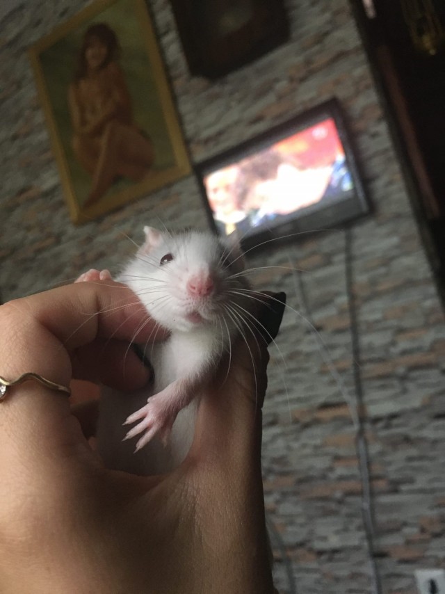 Эти забавные животные