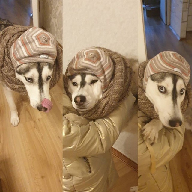 Эти забавные животные