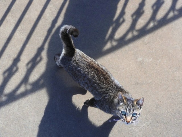 Котовторник 20.10.20