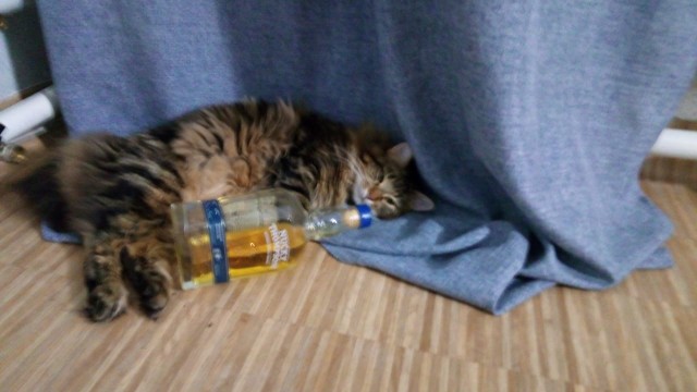 Картинки с надписями и котами