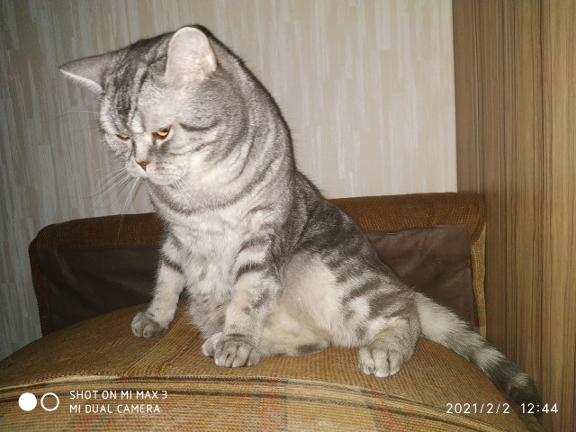 Котовторник. Добавляйте своих