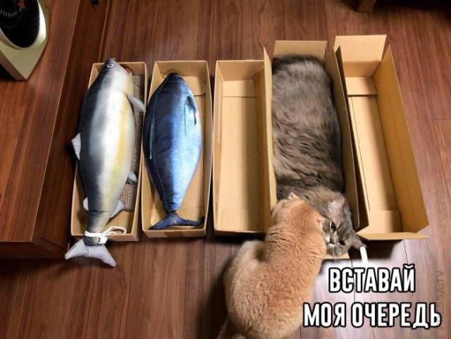 Картинки и мемы для настроения 016