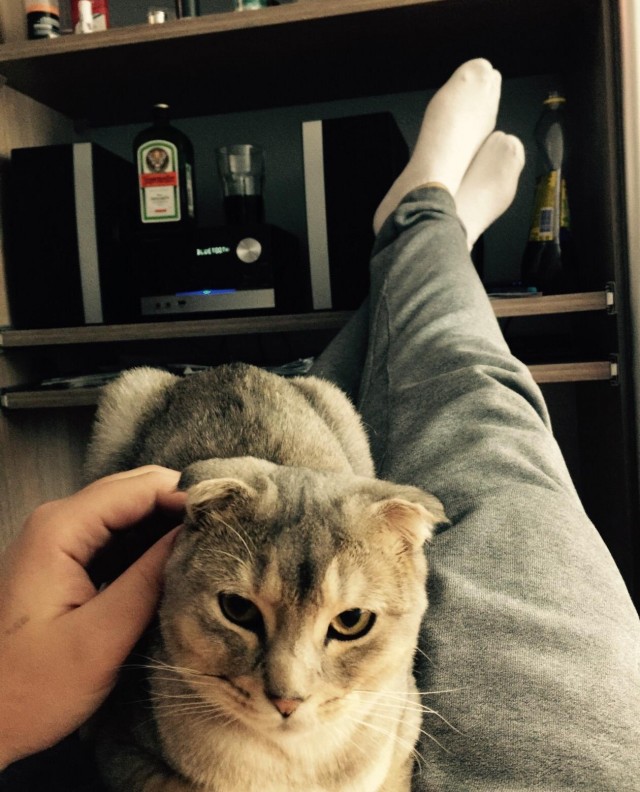 Котовторник!