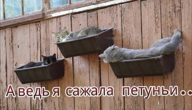 Картинки и мемы для настроения 28.06.2021