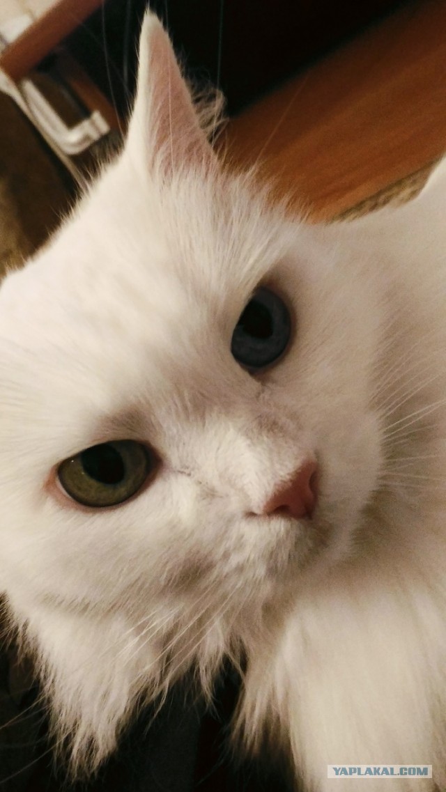 Котовторнику посвящается