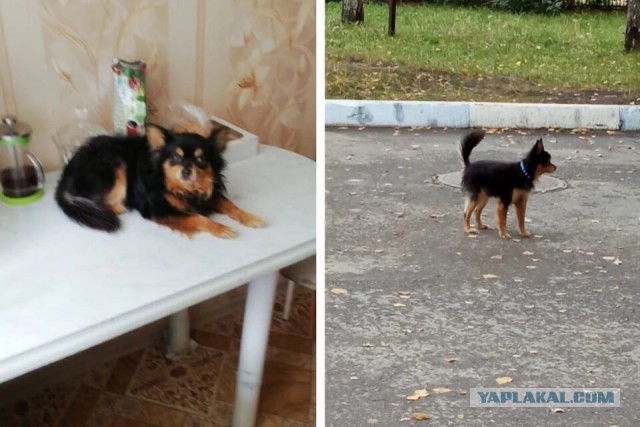 «Пнул ее в сердце, она упала замертво»: в Новосибирске соседи повздорили из-за собаки, пометившей колеса машины