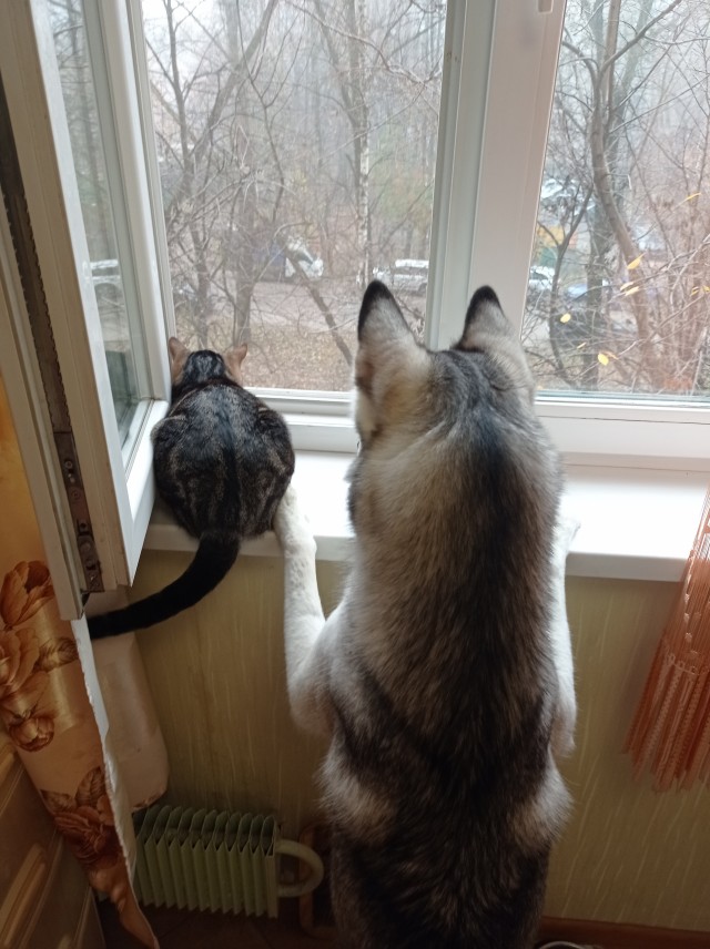 С Вами котейка разговаривает?