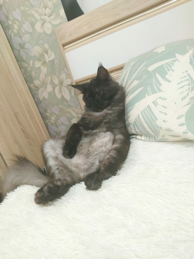 Котовторник так котовторник