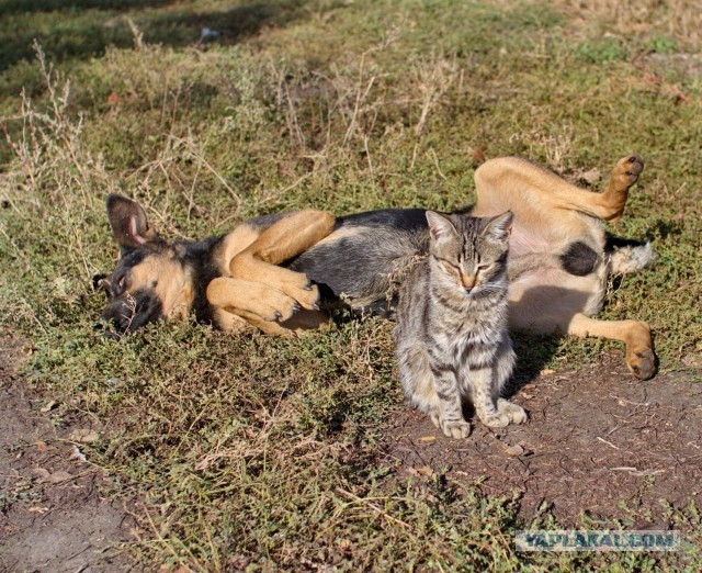 10 фотографий кошек и собак, которые не могут друг без друга
