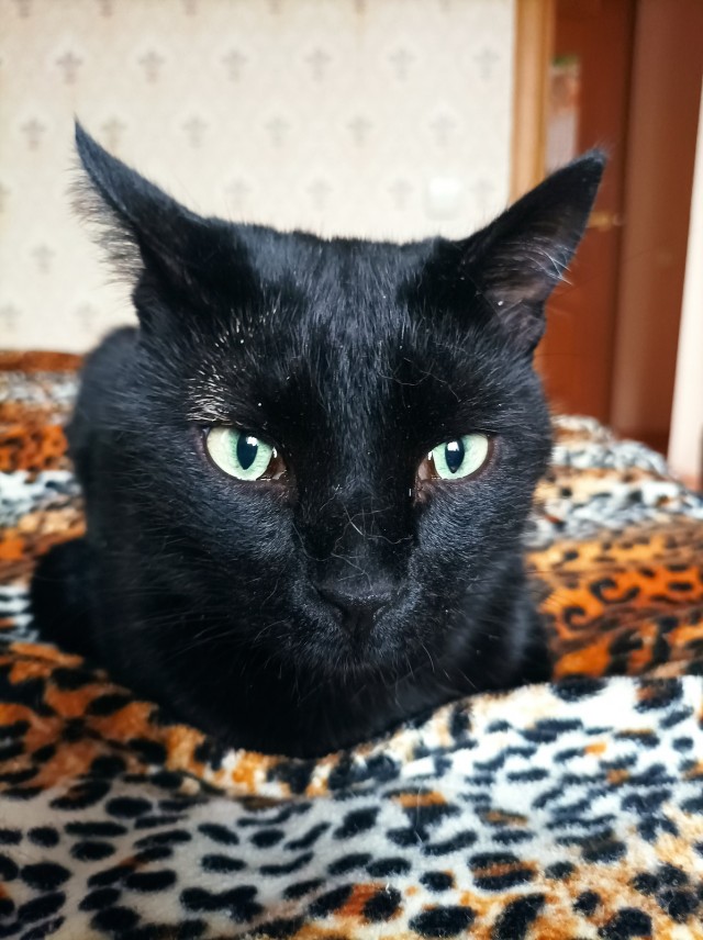 Котовторник. Картинки и буквы 08.02.22