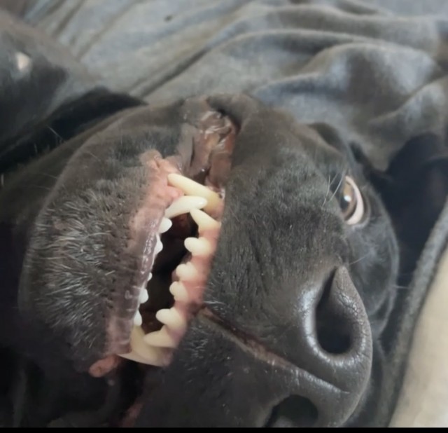 Нос
