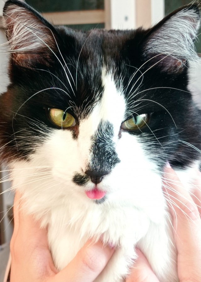 Котовторник