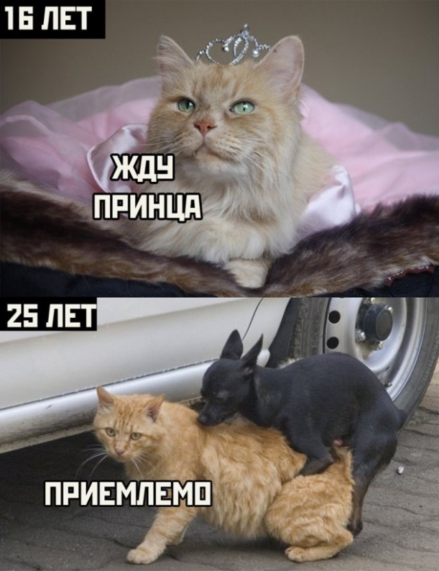 Картинки и мемы, всем хороших выходных